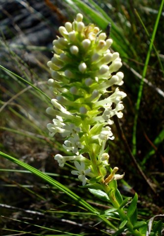 Dischisma ciliatum subsp. ciliatum